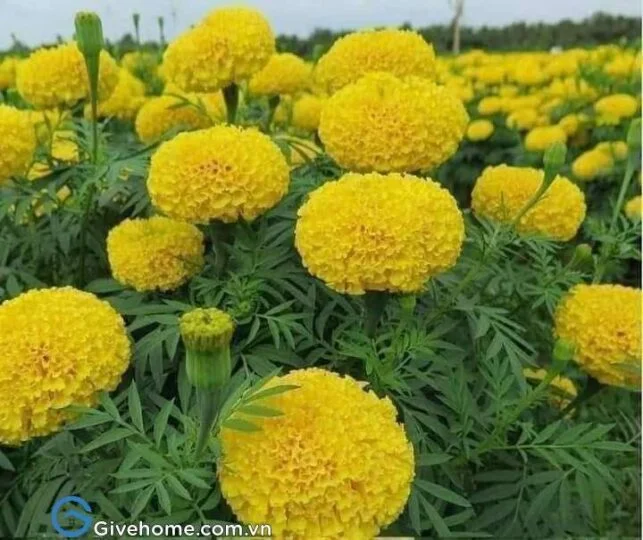 cắm hoa cúc bàn thờ phật1